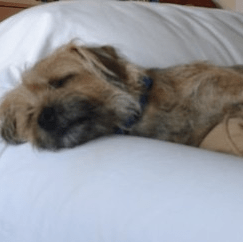 Screen Shot 2016-06-03 at 12.16.30 PM