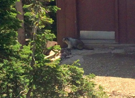 revisedagainmarmot